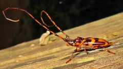 Martinsellus signatus