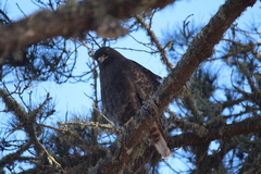 Buteo jamaicensis