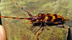 Martinsellus signatus