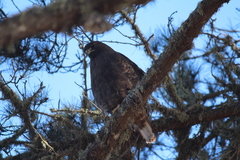 Buteo jamaicensis