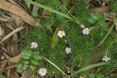 Brachyscome graminea