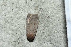 Protolampra rufipectus