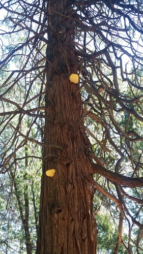 Tyromyces amarus image