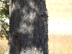 Pinus cooperi