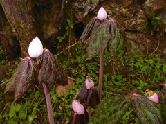 Podophyllum hexandrum