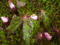 Podophyllum hexandrum