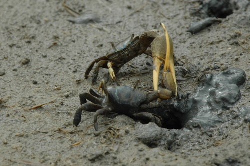 Mud Fiddler Crab, photo 8 of 8