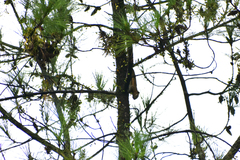 Callosciurus notatus