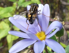 Helophilus antipodus