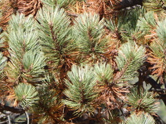 Pinus cooperi