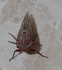 Calliopsida cinnabarina