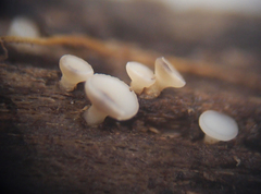 Hymenoscyphus scutula