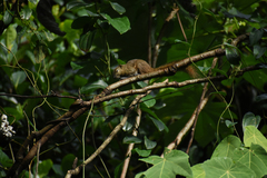 Callosciurus notatus