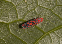 Ladoffa dependens