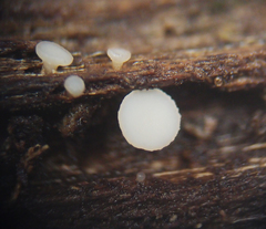 Hymenoscyphus scutula