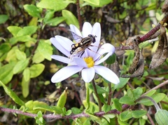Helophilus antipodus