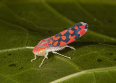 Ladoffa dependens