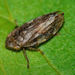 Meadow Spittlebug - Photo (c) bramblejungle, some rights reserved (CC BY-NC)
