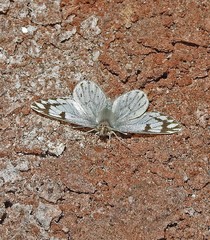 Phulia nymphula
