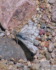 Phulia nymphula