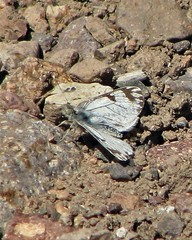 Phulia nymphula