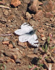 Phulia nymphula