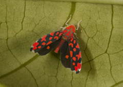 Ladoffa dependens