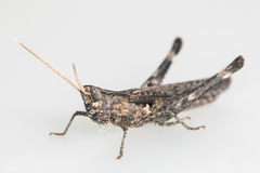 Acantherus piperatus