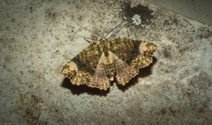 Tamba conscripta