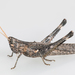 Slender Range Grasshopper - Photo (c) Lee Hoy, some rights reserved (CC BY-NC-ND), uploaded by Lee Hoy