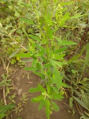 Chenopodium ficifolium