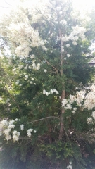 Melaleuca preissiana
