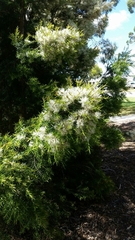 Melaleuca preissiana