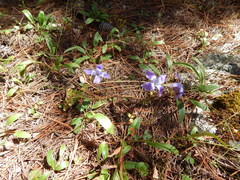 Gentianopsis lanceolata