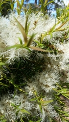 Melaleuca preissiana