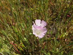 Sidalcea calycosa