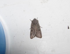 Ichneutica mutans