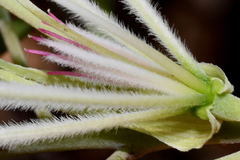 Bauhinia subrotundifolia