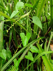 Odontocarya tamoides