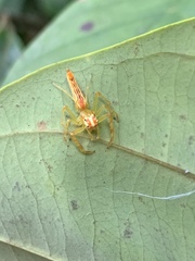 Viciria pavesii