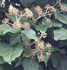 Hedera helix