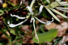 Bauhinia subrotundifolia