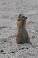 Cynomys parvidens