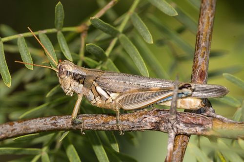 Melanoplus flavidus Scudder, 1878