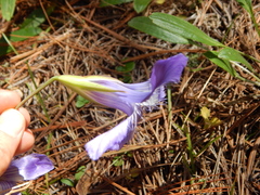 Gentianopsis lanceolata