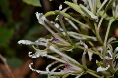 Bauhinia subrotundifolia