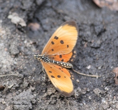 Acraea acrita acrita