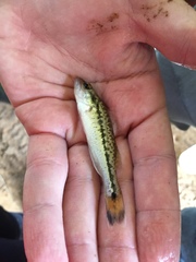 Micropterus punctulatus