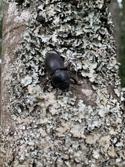 Apterodorcus bacchus