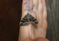 Hydriomena deltoidata